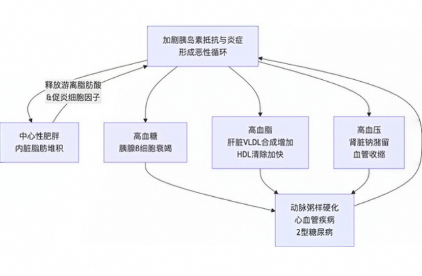 系列18 高血糖、高血压、高血脂：三高背后的共同敌人——可视化代谢综合征全景图，理解“三高”共同机制